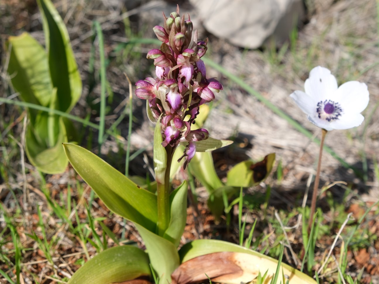 Anno nuovo, orchidee nuove: dalla Grecia con passione.